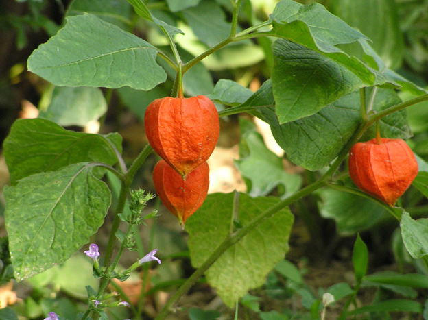 plants-flowering-plants-red-colour-winter-cherry